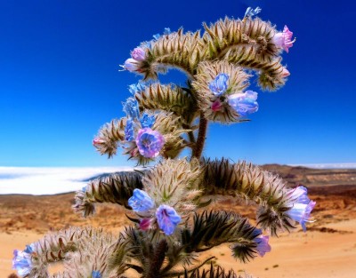 224-Mt Rajada-09-100-02.jpg