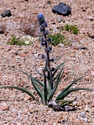 224-Mt Rajada-09-306.JPG