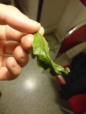 mango (1 von 4).jpg