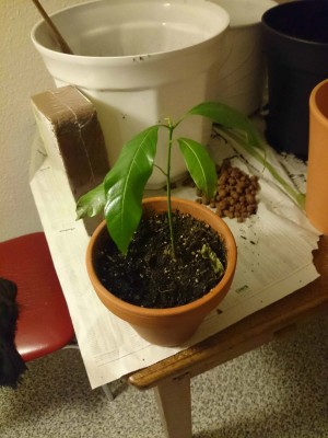 mango (3 von 4).jpg