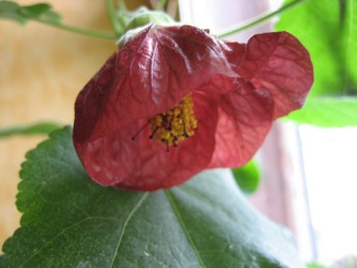 Abu Indian Lady1.JPG