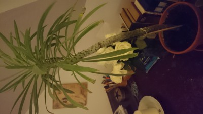 2015-01-16 00.25.50.jpg