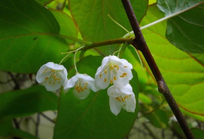 Actimidia kolomikta Blüte.jpg