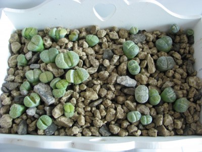 Lithops C363 und C056a Fullergreen.JPG