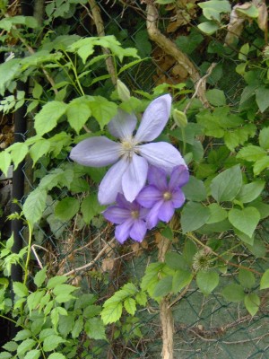 Clemaits blau gro´ß.jpg
