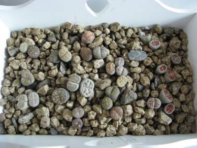 Lithos karasmontana_bromfieldii.JPG