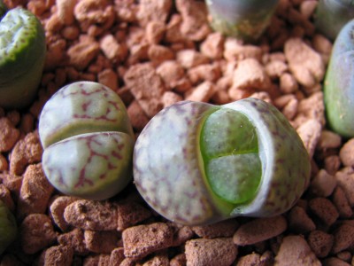 Lithops Baumarkt 2.JPG