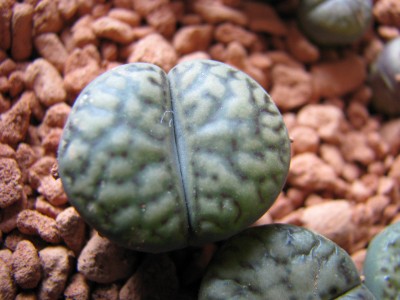 Lithops Baumarkt 1.JPG