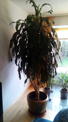 IMG-20150118-WA0000.jpg