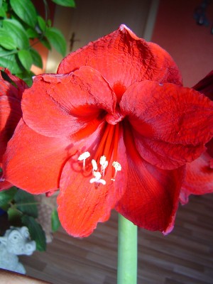 Amaryllis Benfica (1).jpg