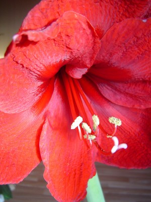 Amaryllis Benfica (2).jpg