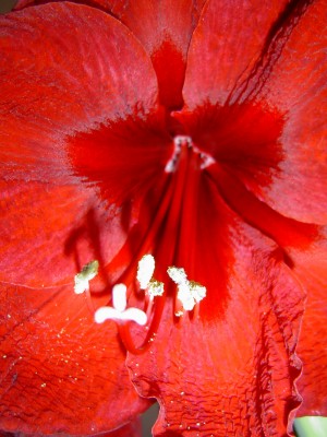Amaryllis Benfica (3).jpg