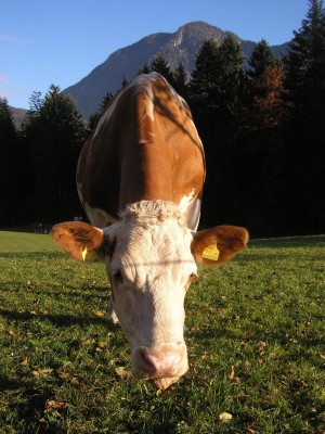 kuh3.JPG