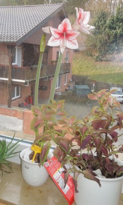 DSCN5513a.jpg