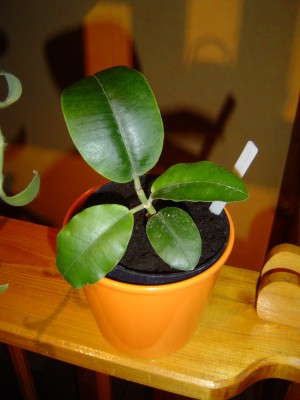Hoya imperialis red a.jpg