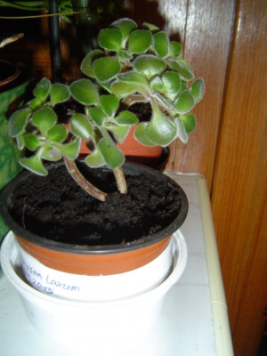 Aichryson laxum a.jpg