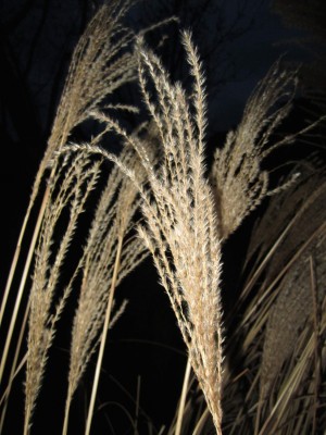 IMG_2026.jpeg