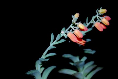 Echeveria15 002pp.jpg