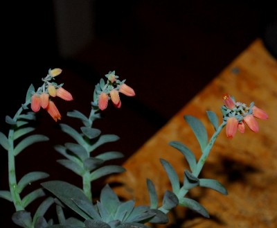 Echeveria15 003pp.jpg