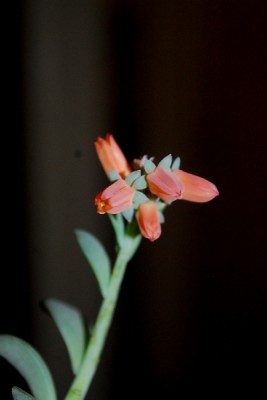 Echeveria15 004pp.jpg