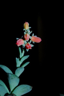 Echeveria15 005pp.jpg