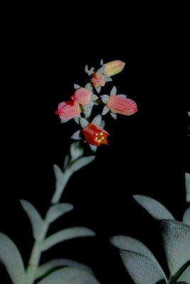 Echeveria15 006pp.jpg