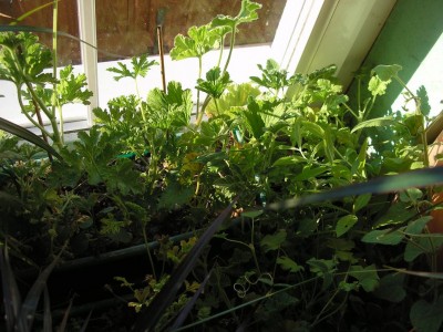 pelargoniensteckies.JPG