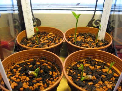 Kindergarten Zitrone+Clementine 2015.01.29.JPG