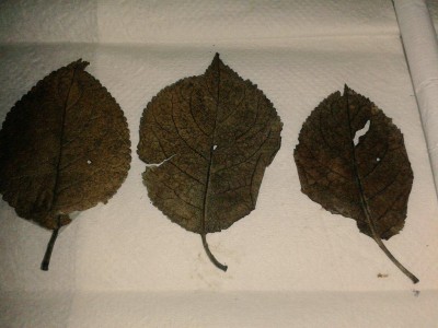 B8khyt9CYAAKH1i.jpg large.jpg