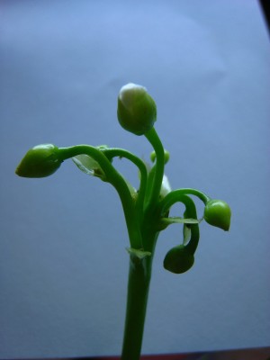 rätsel_green24.jpg