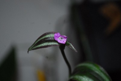 Tradescantia15 002pp.jpg
