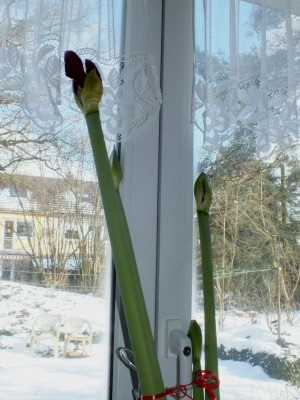 Ritterstern.JPG