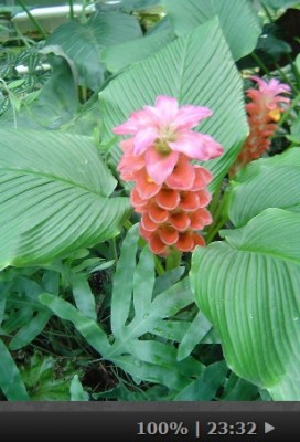 Puzzle_Curcuma.jpg