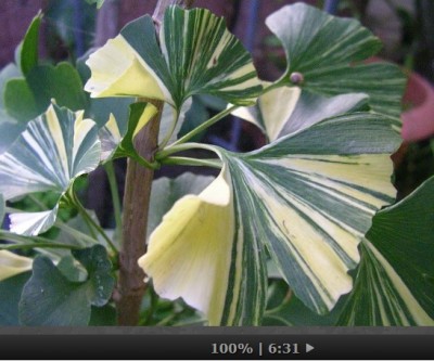 Puzzle_Ginkgo_biloba_variegata.jpg