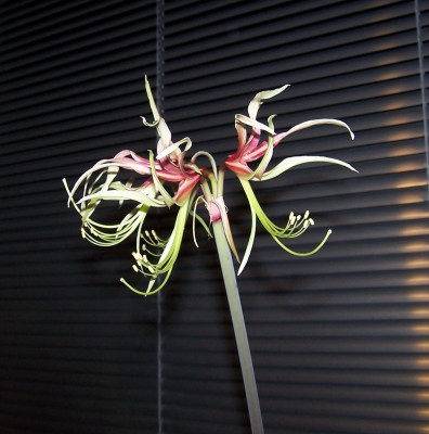 2015-02-04 001.jpg
