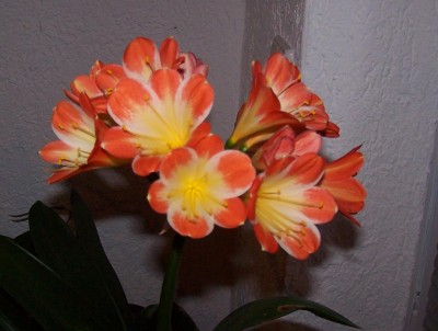 2015-02-04 003b.jpg