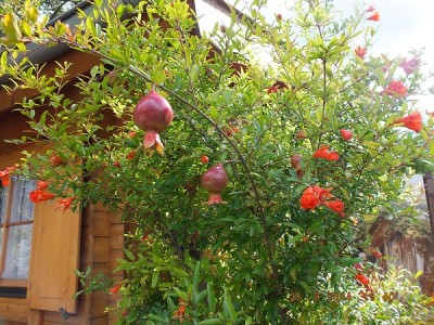 DSCF8356 Bild Punica.jpg