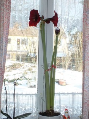 20150207_01a.JPG