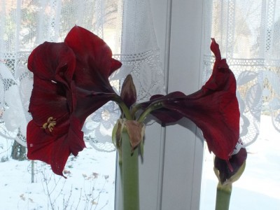 20150207_03a.JPG