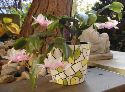 01.11.07 Weihnachtskaktus.jpg