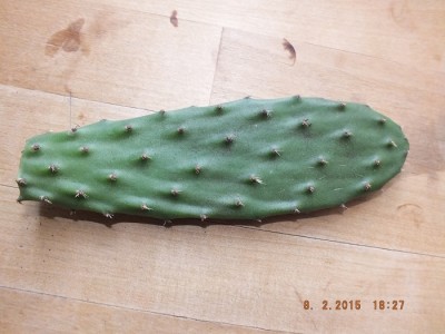 DSCF8730 Opuntie.jpg