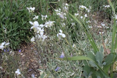 Pflanzbeet2 Pflanze5.1.jpg