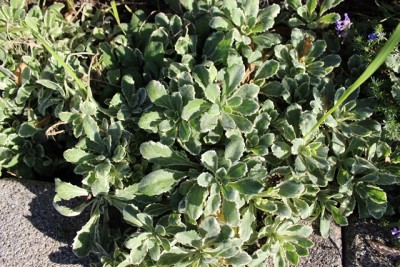 Pflanzbeet2 Pflanze5.4.jpg