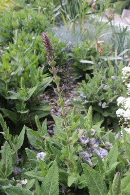 Pflanzbeet2 Pflanze16.2.jpg