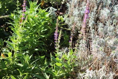 Pflanzbeet2 Pflanze16.4.jpg