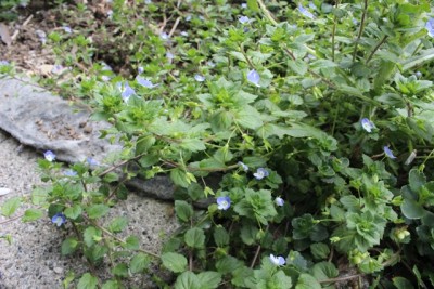 Pflanzbeet2 Pflanze18.1.jpg