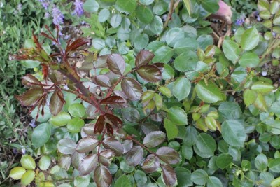 Pflanzbeet2 Pflanze7.1.jpg