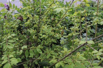 Pflanzbeet2 Pflanze21.3.jpg