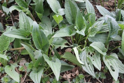 Pflanzbeet2 Pflanze22.1.jpg