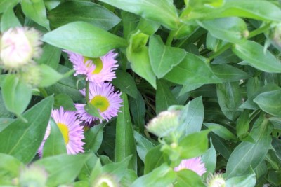 Pflanzbeet2 Pflanze23.2.jpg